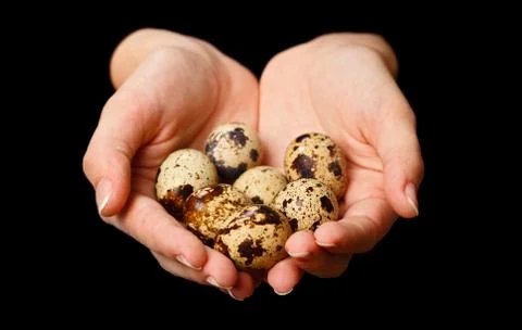 Several quail eggs Stock Photos
