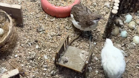Several quails forage in a sandy enclosure surrounded by scattered eggs Stock Footage 310628181