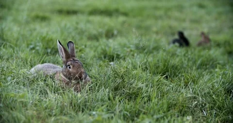 Several rabbits feed and rest in the meadow. Small and large rabbits are Video stock 158580992