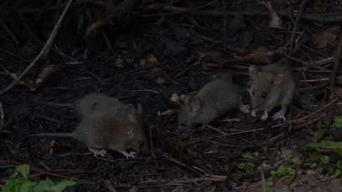 Several rats drinking and eating from the ground Stock Footage 81533983