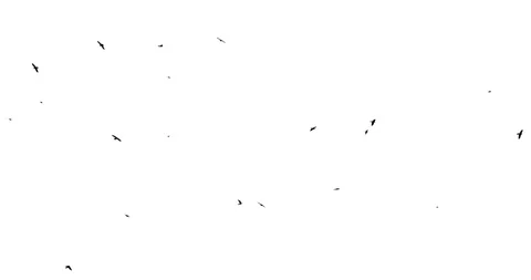 Several raven flies on a white background Stock Footage 86792129
