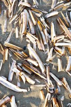 Several razor clam shells on dutch beach Stock Photos