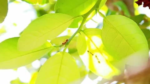 Several red ants are walking on a branch of a lemon tree with green leaves. Stock Footage 167803441