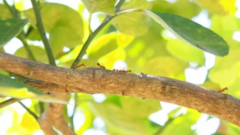 Several red ants are walking on a branch of a lemon tree with green leaves. Stock Footage 167803617