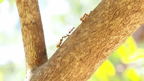 Several red ants are walking on a branch of a lemon tree Stock Footage 167803625