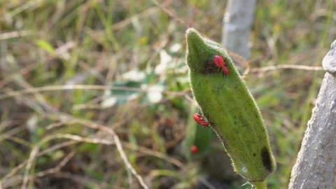 Several red aphids are on the okra Stock Footage 304058991