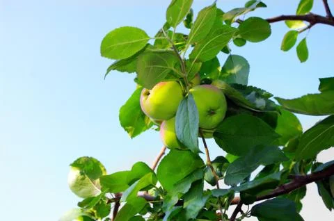 Several red apples hanging on the tree. Stock Photos