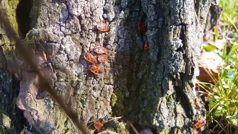 Several red bugs Video stock 105039299