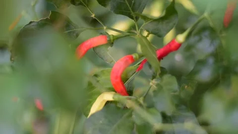 Several red chilies sway in the wind Stock Footage 289542724