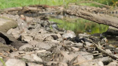 Several Red Dragonflies Flies and Mate above Rocks, Low Angle View Stock Footage 219330441