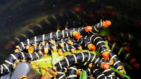 Several Red Head Caterpillar eating plant leaves trapped in a bucket Stock Footage 121159909