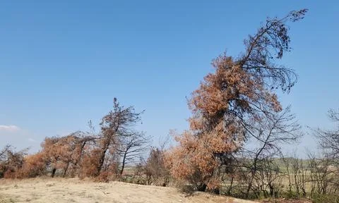 Several red pine trees after a forest fire in a woodland Stock Photos