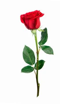 Several red rose on a white background Stock Photos