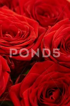 Several red roses Stock Photos