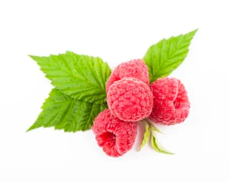 Several red roses Stock Photos