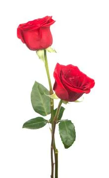 Several red roses on a white background. Stock Photos