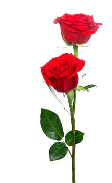 Several red roses on a white background. Stock Photos