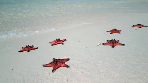 Several red starfish on a sandy tropical beach in Phu Quoc Island, Vietnam Stock Footage 345020286