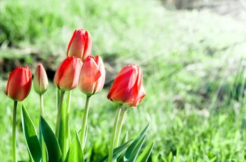 Several red tulips Stock Photos
