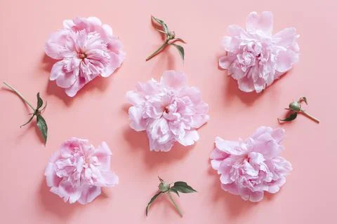Several repeating pattern of peony flowers in full bloom pastel pink color an Fotos de archivo