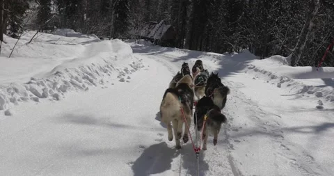Several riding huskies run through the winter forest. Dogs run fast in harness Stock Footage 238456758