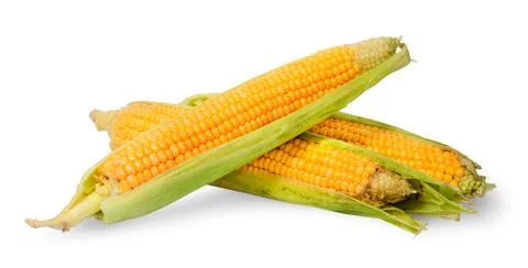Several ripe cobs of corn partially peeled Stock Photos