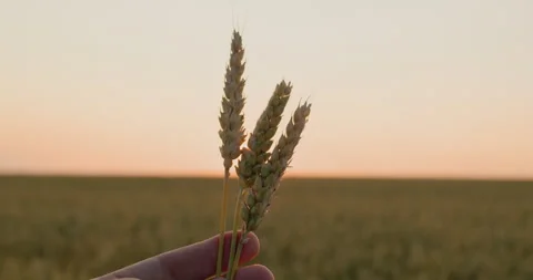 Several ripe ears of wheat in the farmer's hand. First-person view Stock Footage 249998053