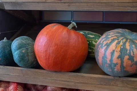 Several ripe large pumpkins of different varieties on the farm after harvesti Stock Photos