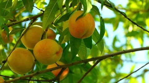 Several ripe peaches on  tree Stockbeeldmateriaal 11846272