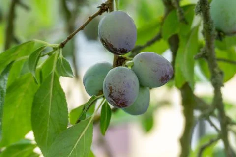 Several ripe plums hang in groups on a branch. Stock Photos