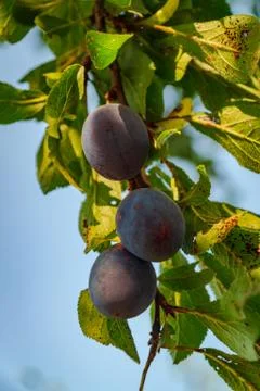 Several ripe plums on tree branches, before harvesting Stock Photos