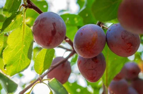 Several ripe plums on tree branches, before harvesting Stock Photos