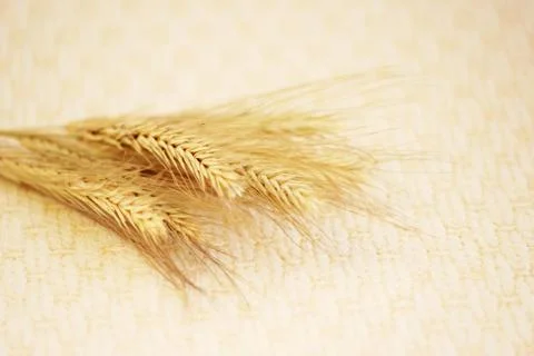 Several ripe spikelets of rye Secale cereale on a beige background. Free Stock Photos