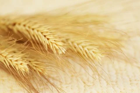 Several ripe spikelets of rye Secale cereale on a beige background. Free Stock Photos