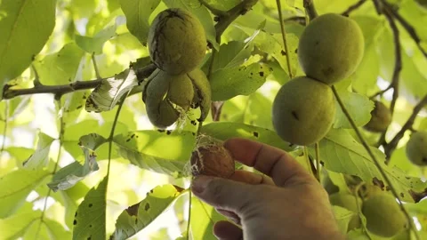 Several ripe walnuts in green shells on a walnut tree. Stock Footage 161738988