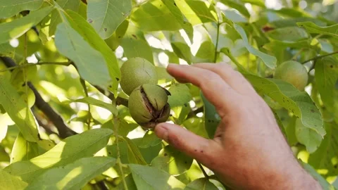 Several ripe walnuts in green shells on a walnut tree. Stock Footage 161740021