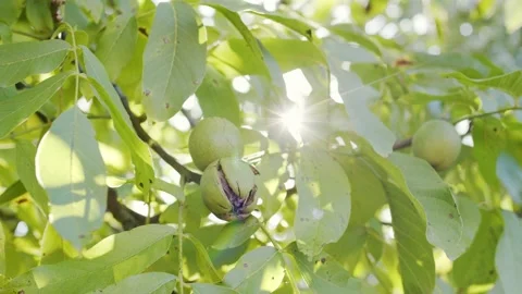 Several ripe walnuts in green shells on a walnut tree. Stock Footage 162468423
