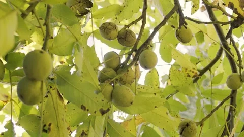 Several ripe walnuts in green shells on a walnut tree. Stock Footage 162468487