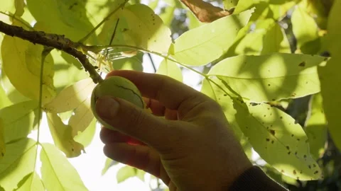 Several ripe walnuts in green shells on a walnut tree. Stock Footage 162468597