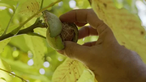 Several ripe walnuts in green shells on a walnut tree. Stock Footage 162468751