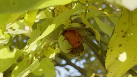 Several ripe walnuts in green shells on a walnut tree. Stock Footage 162468829