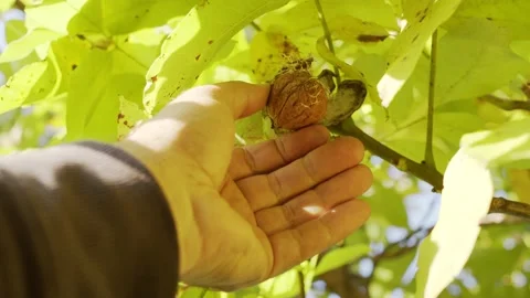 Several ripe walnuts in green shells on a walnut tree. Stock Footage 162468923