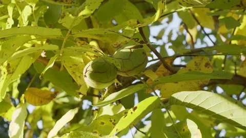 Several ripe walnuts in green shells on a walnut tree. Stock Footage 162469002
