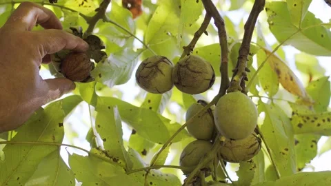 Several ripe walnuts in green shells on a walnut tree. Stock Footage 162805481