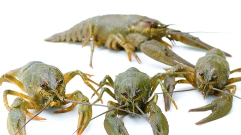 Several river crayfish close-up. isolated on white background Stock Footage 92289427