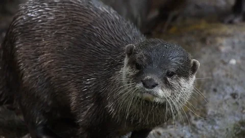 Several river otters run and scream on rocks Stock Footage 82266933