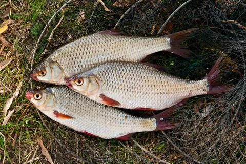 Several of roach fish on the withered grass. Stock Photos