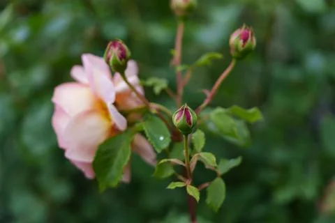 Several rose buds on a stem. 스톡 사진