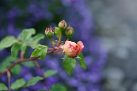 Several rose buds on a stem. 库存照片