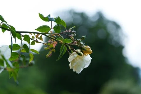 Several rose buds on a stem. 写真素材